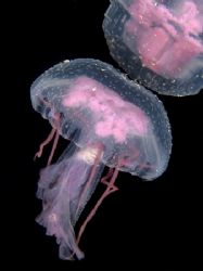 Yellyfish taken at the end of a night dive at Ras Caty wi... by Nikki Van Veelen 